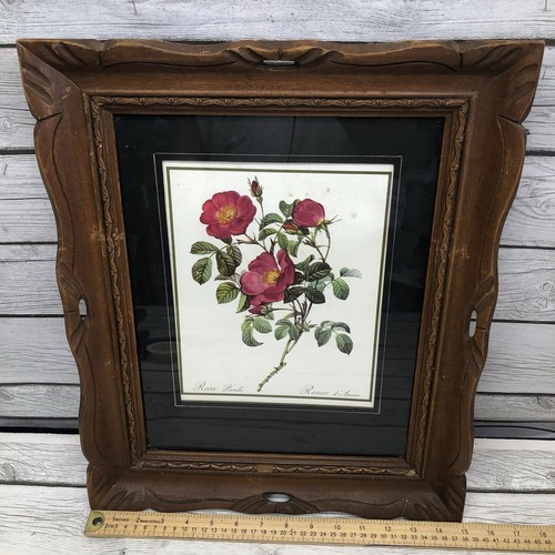 Vintage rosa pumila - rosa,